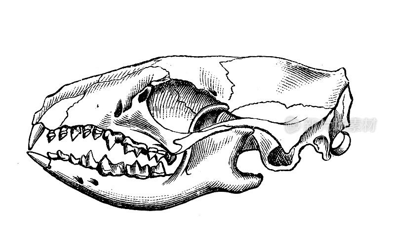 古代生物动物学图片:欧洲刺猬(Erinaceus europaeus)头骨